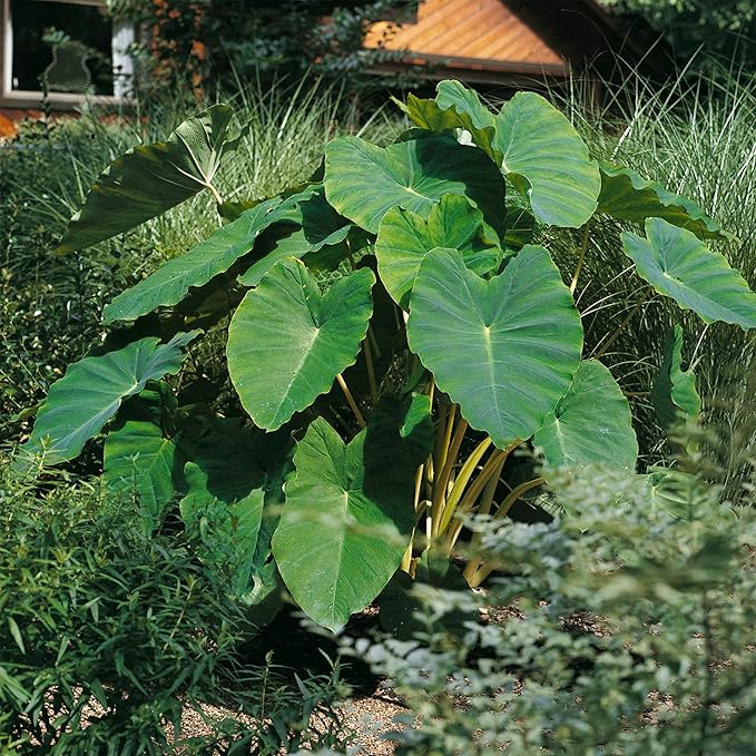 Garden State Bulb Colocasia Esculenta Elephant Ear Bulbs, 7/9 inches, Spring Planting (Bag of 20)