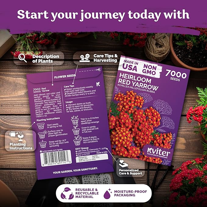 KVITER 7000 Red Yarrow Seeds (Achillea Millefolium Rubra) — Perennial Flower Seeds to Plant Outside, Heirloom & Organic — Native Wildflower Seed for Herb Garden, Beds, Containers & Meadows