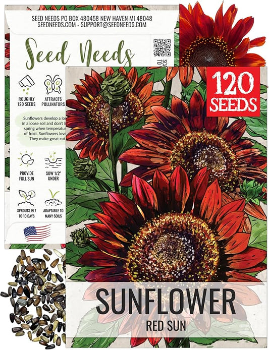 Seed Needs Red Sun Sunflower Seeds for Planting Burgundy Sunflowers - Heirloom & Open Pollinated Annual Flowering Plants to Grow a Butterfly Garden to Attract Pollinators (1 Pack)
