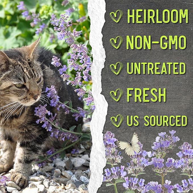 Seed Needs Catmint Seeds for Planting an Indoor/Outdoor Herb Garden - Non-GMO Heirloom & Untreated Herbal Plants - Great for Cats Nepeta mussinii (1 Pack)