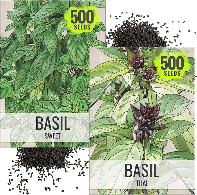 Seed Needs Genovese Basil/Thai Basil Seeds for Planting Fresh Kitchen Herbs - Non-GMO Heirloom & Untreated Annual Herb Seed to Plant a Culinary Garden Indoors or Outdoors (2 Pack Duo)