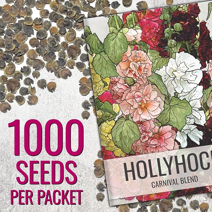 Seed Needs Hollyhock Seeds Mixed Carnival | 1,000+ Heirloom Flower Seeds Alcea rosea | Biennial Wildflower Blend that Attracts Pollinators to The Garden | Bulk