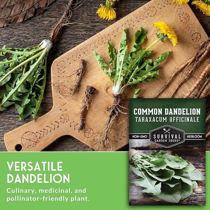 Common Dandelion Seeds for Planting - Plant & Grow Nutritious Dandelion Greens in Your Home Herb or Vegetable Garden - Non-GMO Heirloom - Survival Garden Seeds (1 Pack)