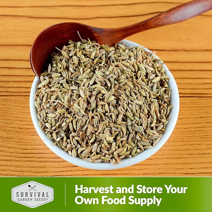Anise Seeds for Planting - Sweet Anise Herb (Pimpinella anisum) - Culinary and Tea Garden Variety, Heirloom Non GMO - Survival Garden Seeds (5 Pack)