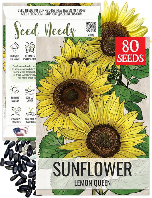 Seed Needs Lemon Queen Sunflower Seeds for Planting Sunflowers - Heirloom & Open Pollinated Flower Seed to Plant & Grow an Outdoor Home Grown Butterfly Garden (1 Pack)