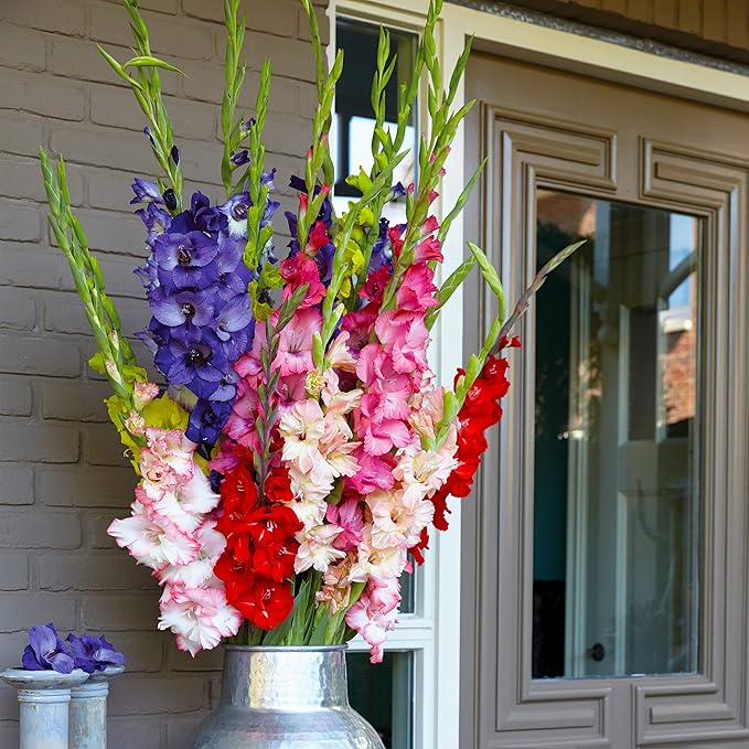 Garden State Bulb Rainbow Mix Gladiolus Flower Bulbs for Planting, 10/12cm, Spring (Bag of 50)