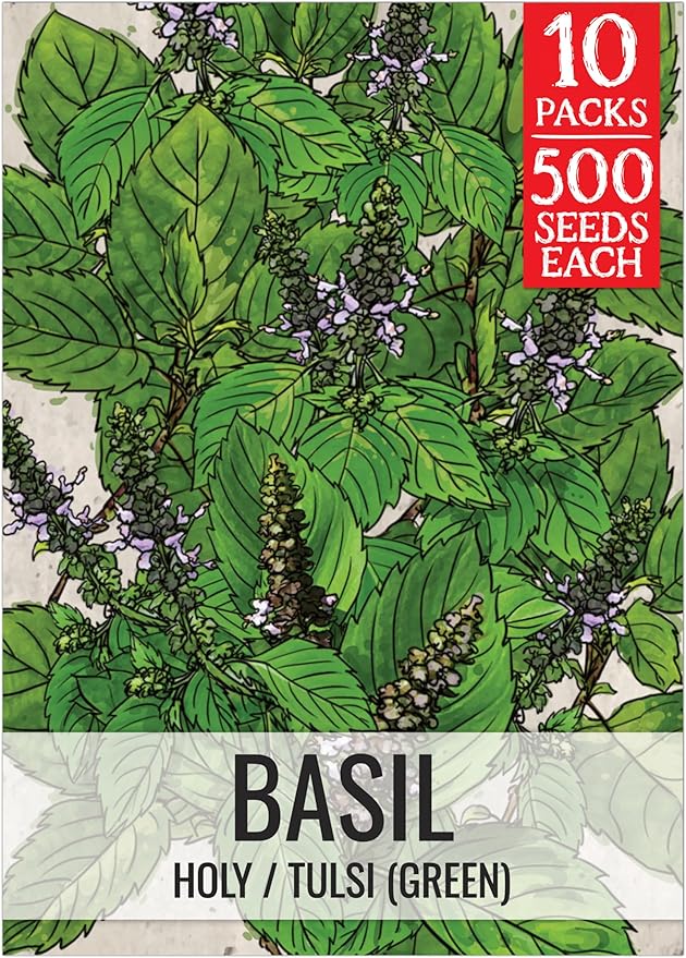 Seed Needs Holy Basil Tulsi Seeds for Planting - Non-GMO Heirloom & Untreated Medicinal Herbal Plants to Grow Indoors or Outdoors - Sacred Hindu Herbs (10 Packs)
