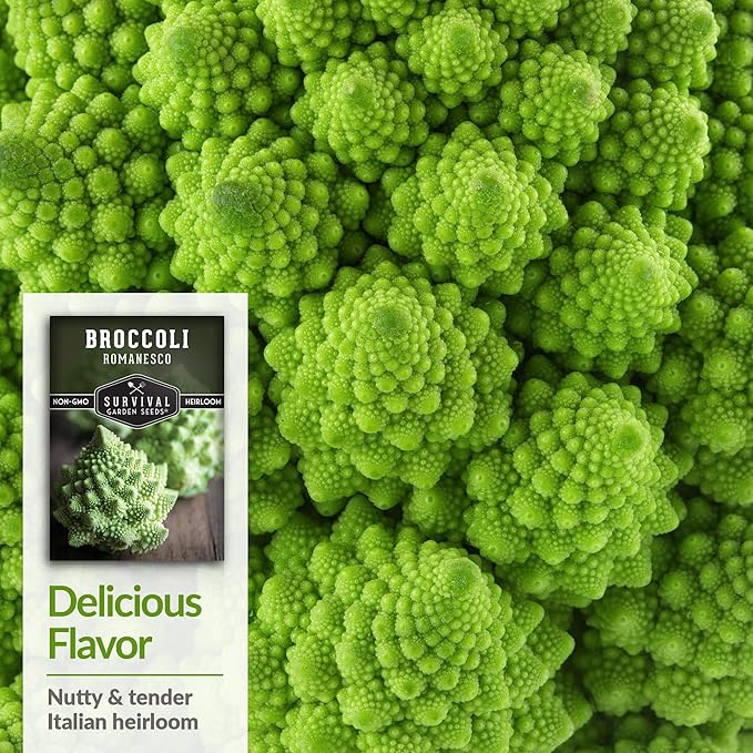 Romanesco Broccoli Seeds for Planting - Exotic Italian Heirloom Vegetable with Unique Spiral Heads - High Yield, Cool Weather Crop - Non-GMO, Open-Pollinated - Survival Garden Seeds (1 Pack)