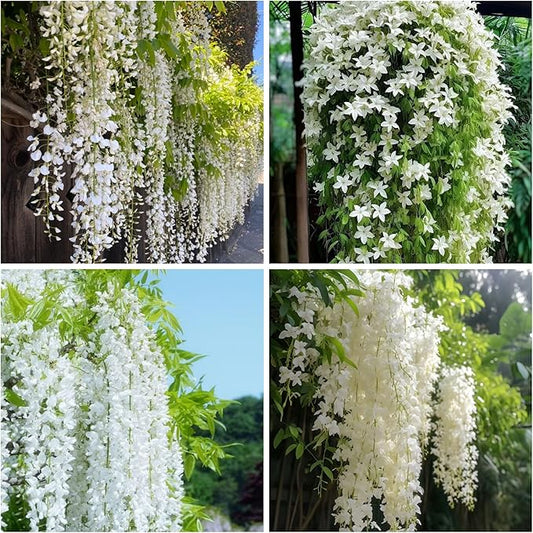 400+ Climbing Weeping Jasmine Flower Seeds for Planting Fragrant Plant Seeds Four Seasons Garden Home Jasmine Garden Balcony Climbing Flower