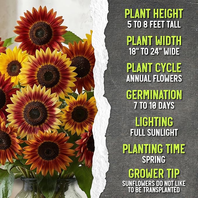 Seed Needs Autumn Beauty Sunflower Seeds for Planting Colorful Mixed Sunflowers - Heirloom & Open Pollinated Flower Seed to Plant an Outdoor Wildflower Butterfly Garden (1 Pack)