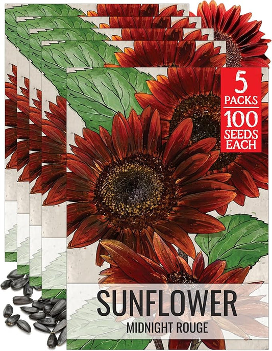 Seed Needs Sunflower Seeds for Planting Midnight Rouge Branching Sunflowers - Heirloom & Open Pollinated Flower Seed to Plant an Outdoor Wildflower Butterfly Garden (5 Packs)