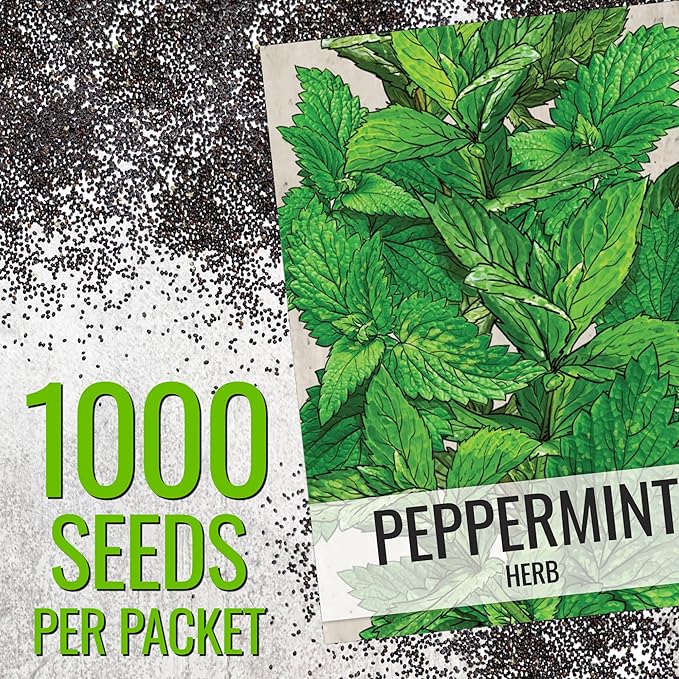 Seed Needs Peppermint Seeds for Planting - Non-GMO Heirloom & Untreated - Medicinal/Culinary Herb to Plant a Home Grown Indoor or Outdoor Garden (5 Packs)