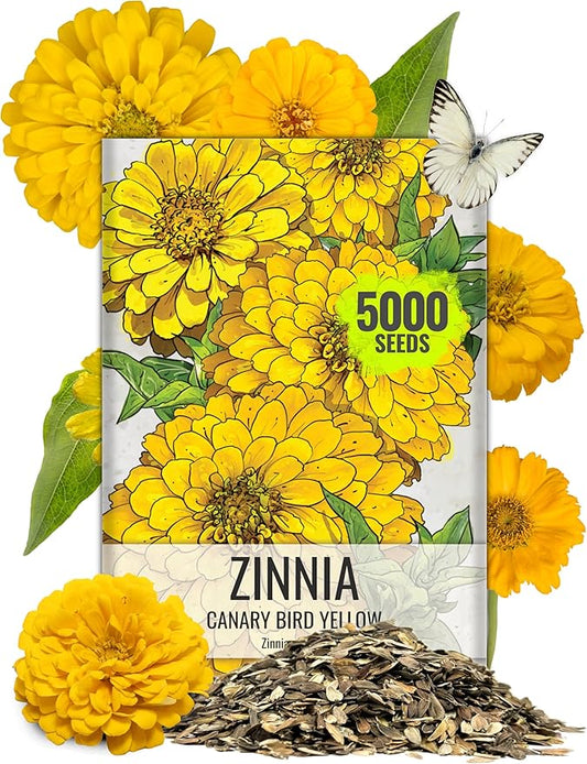 Seed Needs Zinnia Seeds Canary Bird Yellow Variety Fast Blooming | 5,000+ Heirloom & Open Pollinated Seeds | Annual Cut Flowers Large Blooming | Bulk