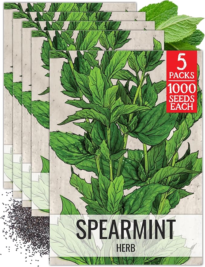 Seed Needs Spearmint Seeds for Planting Mint Herbs - Non-GMO Heirloom & Untreated Perennial Herb Seed to Plant a Home Grown Herb Garden Indoors or Outdoors (5 Packs)