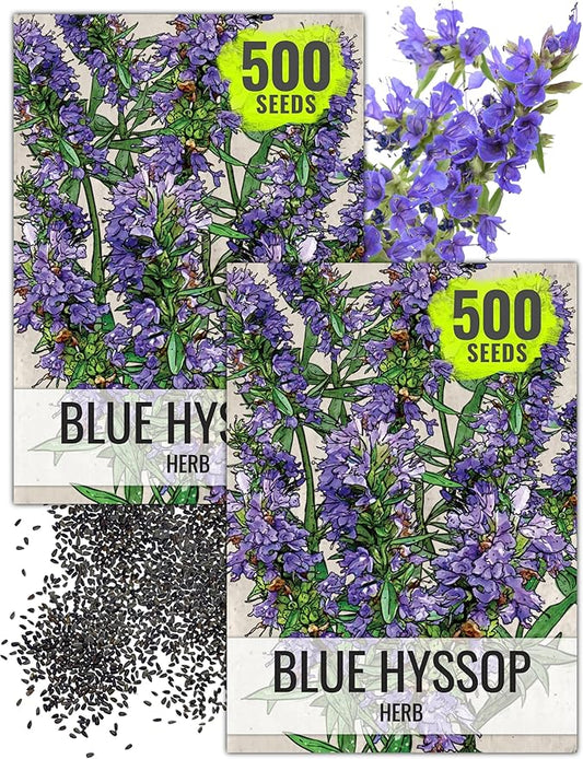 Seed Needs Hyssop Seeds for Planting Blue Hyssop Herbs - Non-GMO Heirloom & Untreated Hyssopus officinalis Seed to Plant an Indoor/Outdoor Medicinal Herb Garden (2 Packs)
