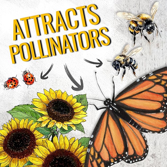 Seed Needs Dwarf Sunflower Seeds for Planting Yellow Pygmy Sunflowers - Heirloom & Open Pollinated Annual Cut Flowers - Perfect for Butterfly Gardens (5 Packs)