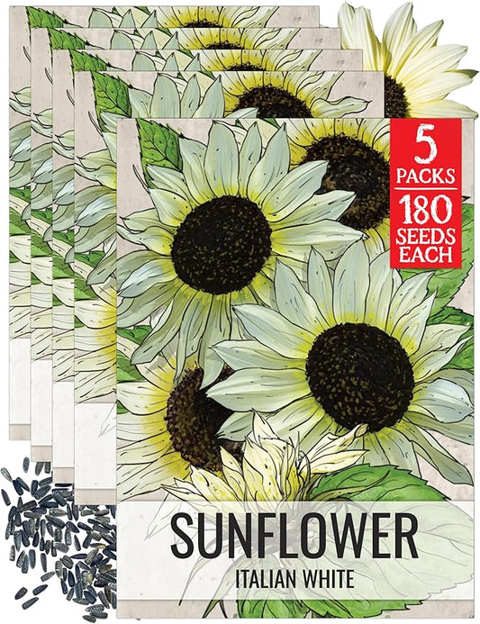 Seed Needs Sunflower Seeds for Planting Italian White Sunflowers - Heirloom & Open Pollinated Flower Seed to Plant Pale Yellow Flowering Plants in a Butterfly Garden (5 Packs)