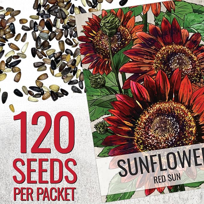 Seed Needs Red Sun Sunflower Seeds for Planting Burgundy Sunflowers - Heirloom & Open Pollinated Annual Flowering Plants to Grow a Butterfly Garden to Attract Pollinators (1 Pack)