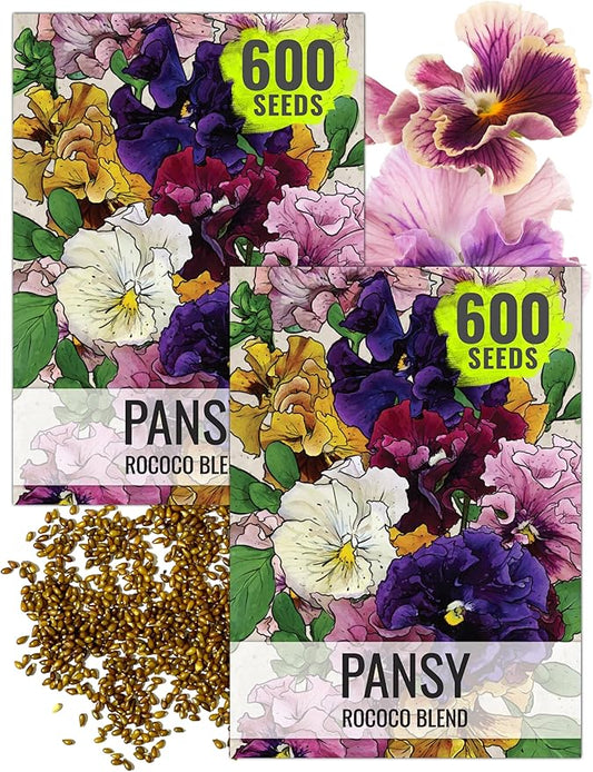 Seed Needs, Rococo Pansy Seeds - 600 Heirloom Seeds for Planting Viola Germania - Colorful Blooms for an Outdoor Flower Garden, Attracts Pollinators (2 Packs)