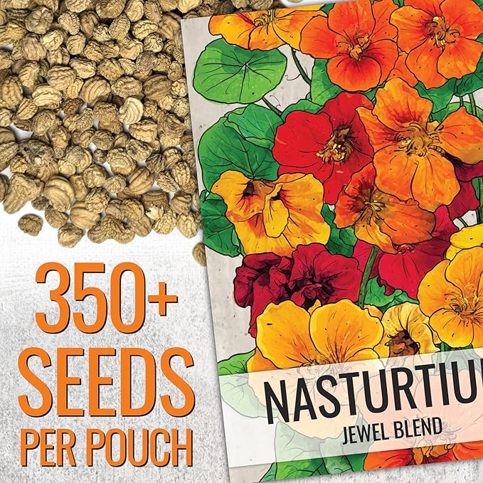 Seed Needs Nasturtium Seeds Jewel Mix Multicolored Edible Flowers | 1.5 Ounce 350+ Seeds Tropaeolum Nanum Annual Flower Seed Mix | Bulk Jewel Nasturtiums for the Garden