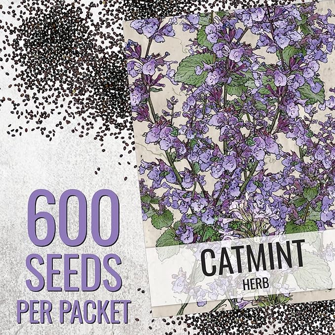 Seed Needs Catmint Seeds for Planting an Indoor/Outdoor Herb Garden - Non-GMO Heirloom & Untreated Herbal Plants - Great for Cats Nepeta mussinii (1 Pack)