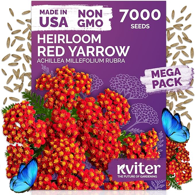 KVITER 7000 Red Yarrow Seeds (Achillea Millefolium Rubra) — Perennial Flower Seeds to Plant Outside, Heirloom & Organic — Native Wildflower Seed for Herb Garden, Beds, Containers & Meadows