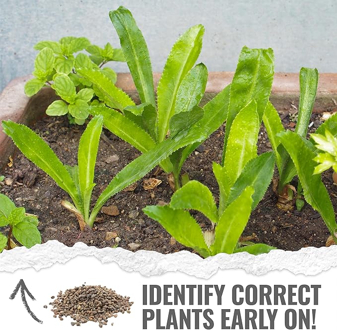 Seed Needs Culantro Seeds for Planting Mexican Coriander - Non-GMO Heirloom & Untreated Culinary/Medicinal Herbs to Grow an Indoor/Outdoor Herb Garden (10 Packs)