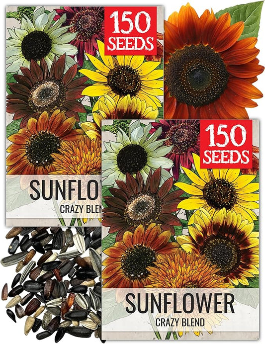 Seed Needs Crazy Sunflower Seeds for Planting Multicolor Sunflowers - Heirloom & Open Pollinated Flowers to Grow a Beautiful Outdoor Butterfly Garden (2 Packs)