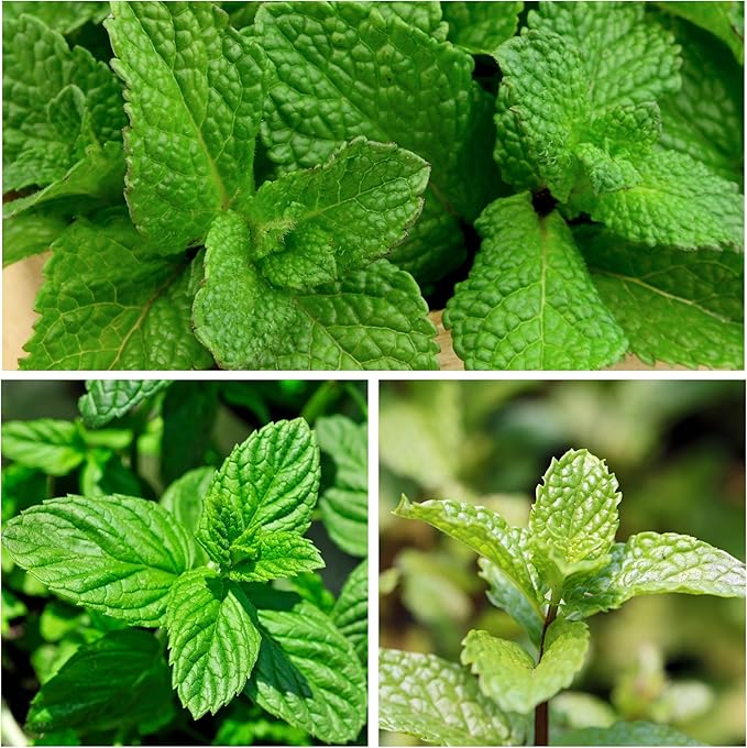 Seed Needs Mint Seeds for Planting Spearmint Herbs - Non-GMO Heirloom & Untreated Perennial Herb Seed to Plant a Home Grown Herb Garden Indoors or Outdoors (1 Pack)