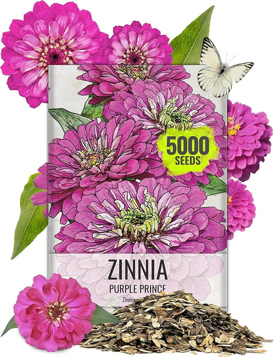 Seed Needs Zinnia Seeds Purple Prince Variety Fast Blooming | 5,000+ Heirloom & Open Pollinated Seeds | Annual Cut Flowers Large Blooming | Bulk