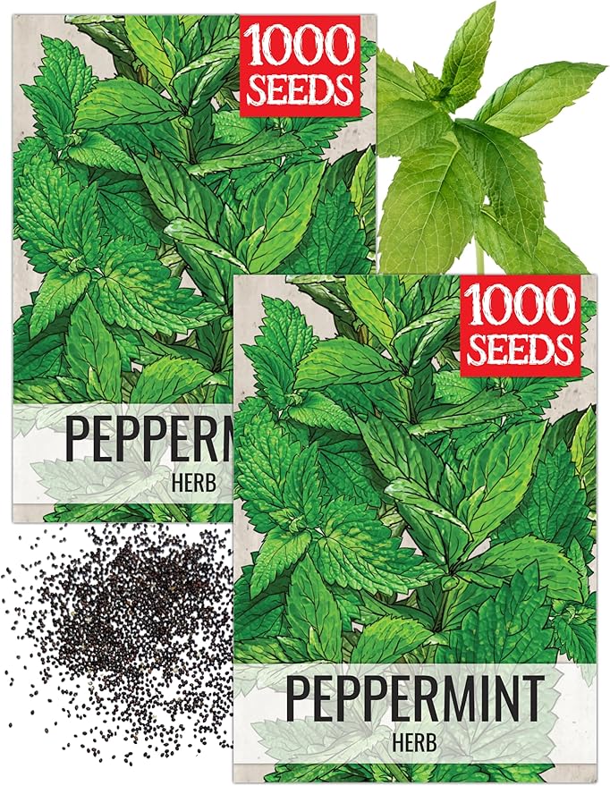 Seed Needs Peppermint Seeds for Planting - Non-GMO Heirloom & Untreated - Medicinal/Culinary Herb to Plant a Home Grown Indoor or Outdoor Garden (2 Packs)