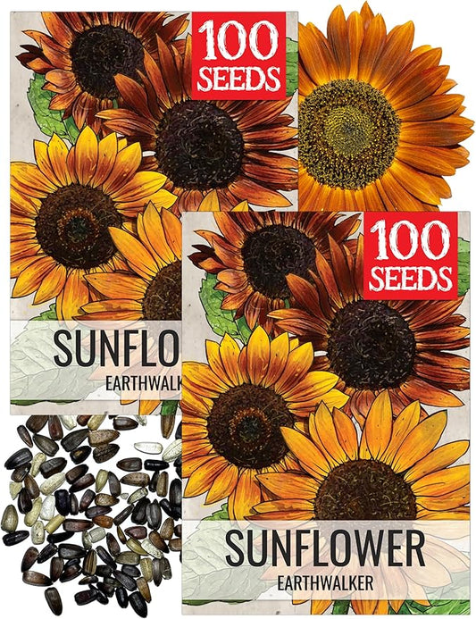 Seed Needs Earthwalker Sunflower Seeds for Planting Rustic Sunflowers - Heirloom & Open Pollinated Flower Seed to Plant an Outdoor Wildflower Butterfly Garden (2 Packs)