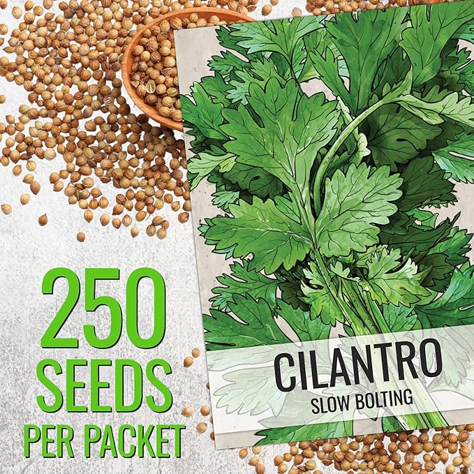 Seed Needs Cilantro Seeds for Planting Coriander Kitchen Herbs - Non-GMO Heirloom & Untreated - Grow a Home Grown Herb Garden Indoors or Outdoors (10 Packs)