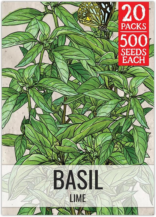 Seed Needs Lime Basil Seeds for Planting - Non-GMO Heirloom & Untreated Culinary Herb Seed to Plant an Indoor or Outdoor Home Grown Kitchen Garden (20 Packs)