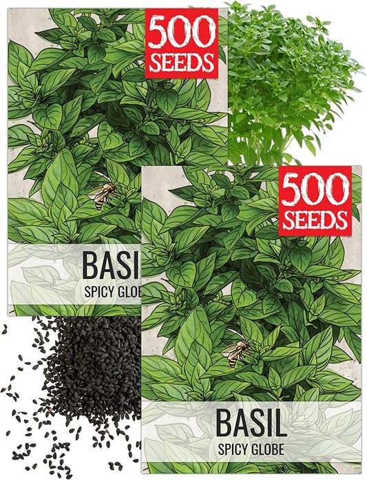 Seed Needs Spicy Globe Basil Seeds for Planting - Non-GMO Heirloom & Untreated Culinary Herb Seed to Plant an Indoor or Outdoor Home Grown Kitchen Garden (2 Packs)