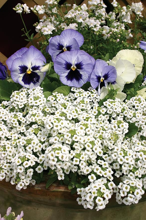 Burpee Carpet of Snow Alyssum Seeds 2500 seeds