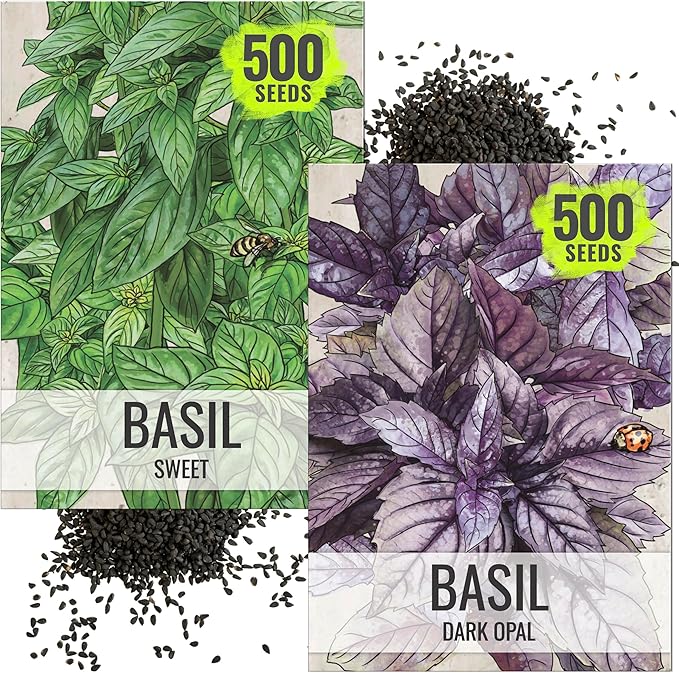 Seed Needs Genovese Basil/Dark Opal Basil Seeds for Planting Fresh Kitchen Herbs - Non-GMO Heirloom & Untreated Annual Herb Seed to Plant a Culinary Garden Indoors or Outdoors (2 Pack Duo)