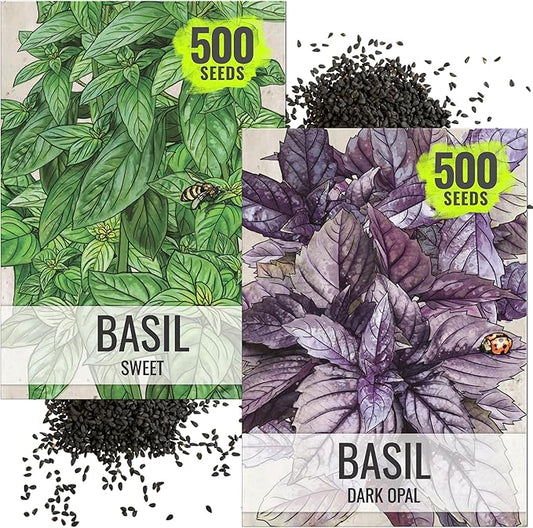 Seed Needs Genovese Basil/Dark Opal Basil Seeds for Planting Fresh Kitchen Herbs - Non-GMO Heirloom & Untreated Annual Herb Seed to Plant a Culinary Garden Indoors or Outdoors (2 Pack Duo)