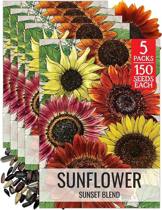 Seed Needs Sunset Sunflower Seeds for Planting Mixed Sunflowers - Heirloom & Open Pollinated Flower Seed to Plant an Outdoor Annual Butterfly Garden (5 Packs)