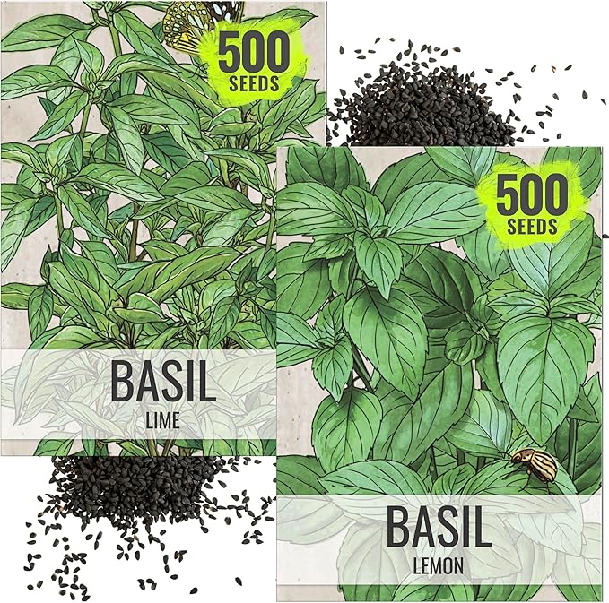 Seed Needs Lemon Basil/Lime Basil Seeds for Planting Fresh Kitchen Herbs - Non-GMO Heirloom & Untreated Annual Herb Seed to Plant a Culinary Garden Indoors or Outdoors (2 Pack Duo)