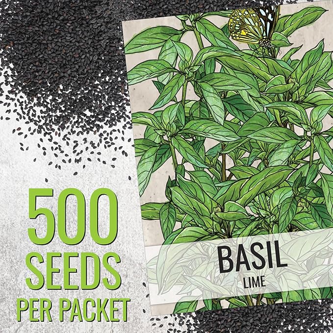 Seed Needs Lemon Basil/Lime Basil Seeds for Planting Fresh Kitchen Herbs - Non-GMO Heirloom & Untreated Annual Herb Seed to Plant a Culinary Garden Indoors or Outdoors (2 Pack Duo)