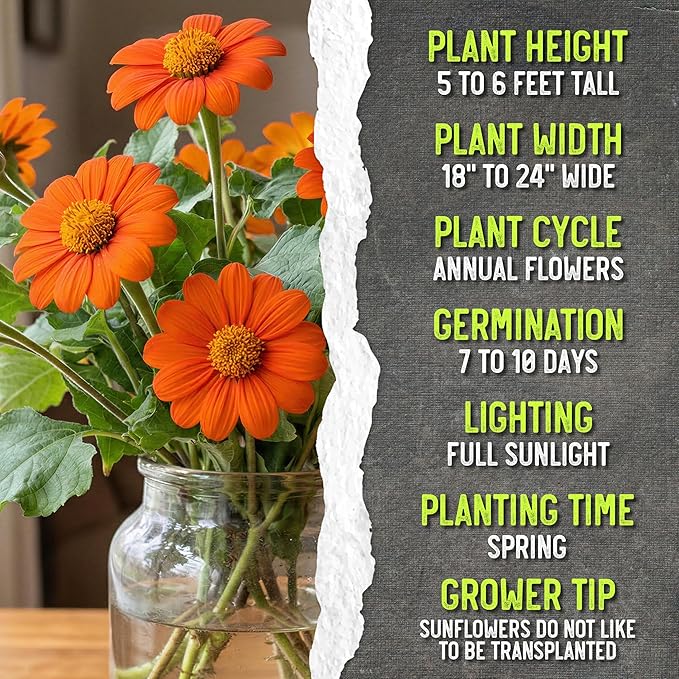 Seed Needs Mexican Sunflower Seeds for Planting Tithonia rotundifolia Flowers - Heirloom & Open Pollinated Annual Flower Seed to Plant an Outdoor Butterfly Garden (2 Packs)