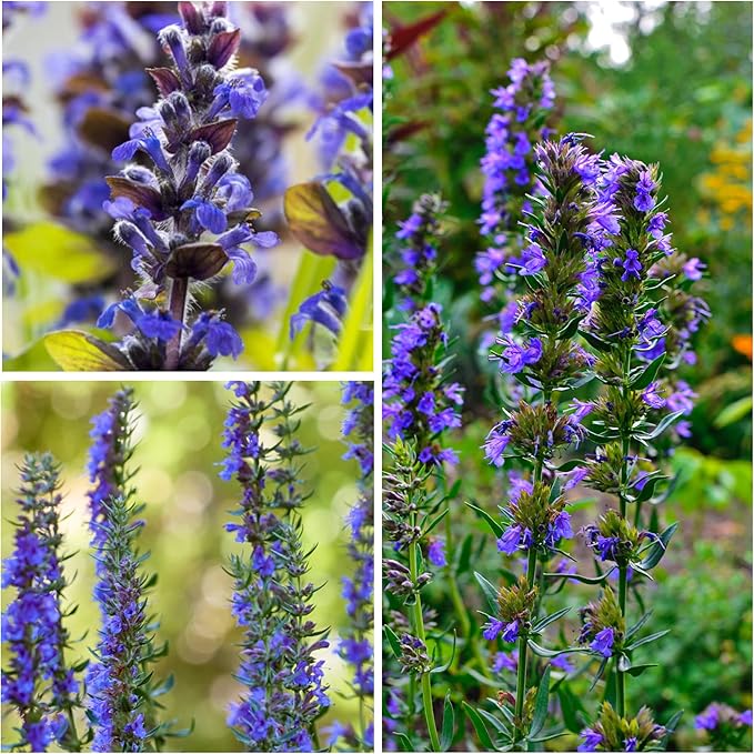 Seed Needs Hyssop Seeds for Planting Blue Hyssop Herbs - Non-GMO Heirloom & Untreated Hyssopus officinalis Seed to Plant an Indoor/Outdoor Medicinal Herb Garden (5 Packs)