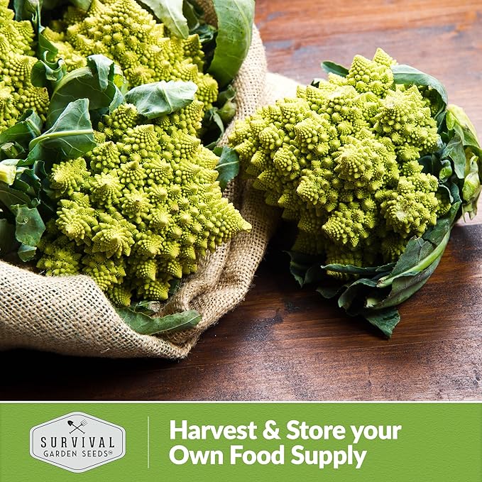 Romanesco Broccoli Seeds for Planting - Exotic Italian Heirloom Vegetable with Unique Spiral Heads - High Yield, Cool Weather Crop - Non-GMO, Open-Pollinated - Survival Garden Seeds (5 Packs)
