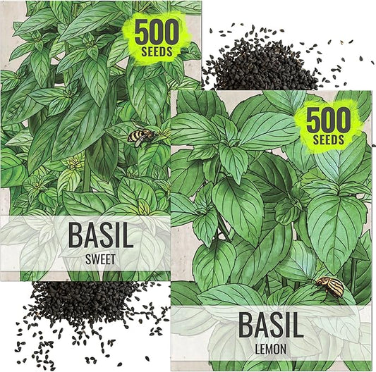 Seed Needs Genovese Basil/Lemon Basil Seeds for Planting Fresh Kitchen Herbs - Non-GMO Heirloom & Untreated Annual Herb Seed to Plant a Culinary Garden Indoors or Outdoors (2 Pack Duo)
