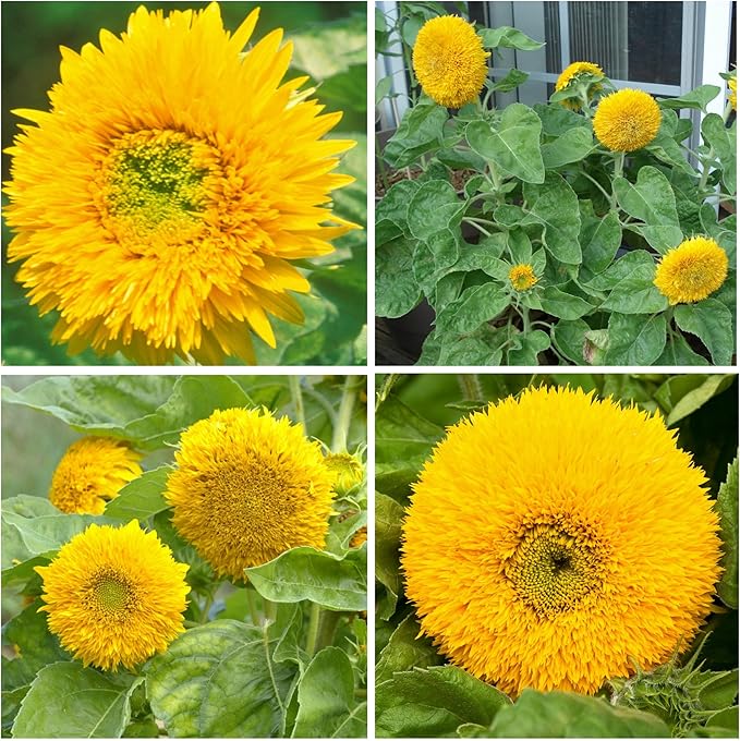 Seed Needs Sunflower Seeds for Planting Dwarf Teddy/Dwarf Sungold Sunflowers - Heirloom & Open Pollinated Flower Seed to Plant a Butterfly Garden (2 Packs)