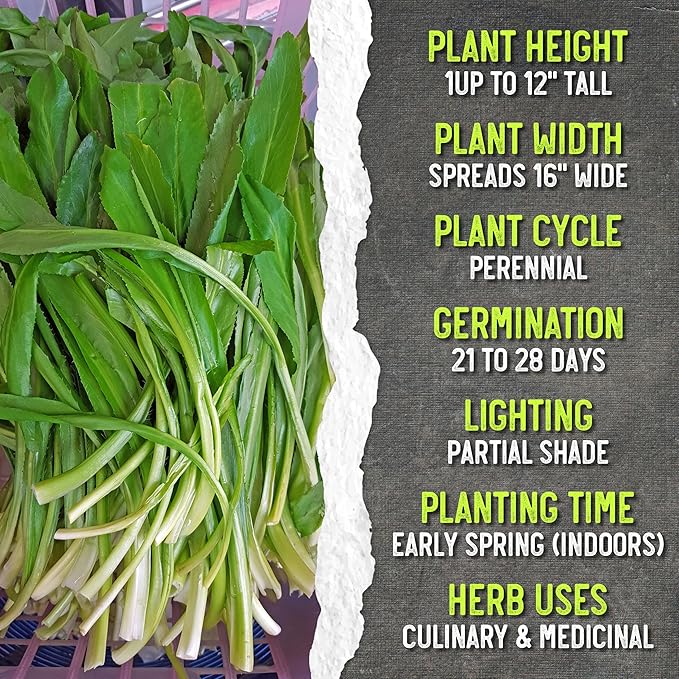 Seed Needs Culantro Seeds for Planting Mexican Coriander - Non-GMO Heirloom & Untreated Culinary/Medicinal Herbs to Grow an Indoor/Outdoor Herb Garden (20 Packs)