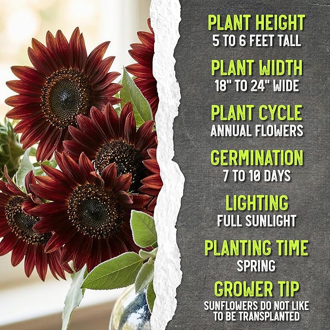 Seed Needs Sunflower Seeds for Planting Red Sun Sunflowers - Heirloom & Open Pollinated Annual Flowering Plants to Grow a Butterfly Garden to Attract Pollinators (5 Packs)