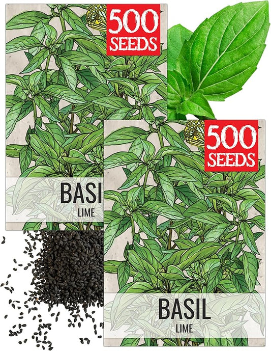 Seed Needs Lime Basil Seeds for Planting - Non-GMO Heirloom & Untreated Culinary Herb Seed to Plant an Indoor or Outdoor Home Grown Kitchen Garden (2 Packs)