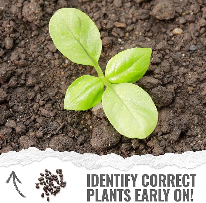 Seed Needs Basil Seeds for Planting Italian Large Leaf Herbs - Non-GMO Heirloom & Untreated - Grow an Indoor or Outdoor Home Grown Herb Garden (1 Pack)